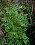 Image result for Senecio auriculatissimus