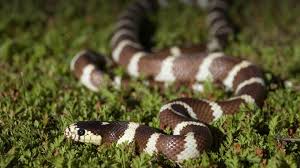 Black and white snake california. Kingsnake San Diego Zoo Animals Plants