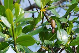 Image result for Rhizophora racemosa