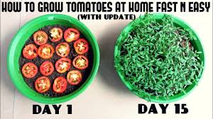 Germinating your seeds is the root of success. How To Grow Cactus From Seed With Update Video Youtube