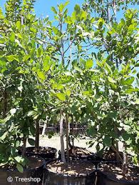 Image result for Philenoptera