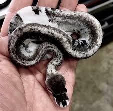 Black And White Checkered Snake Texas Not Sure On The Genes Amazing Snake Ballpython Ballpythons Ballpythonmorphs Ballpythonsofinstagram Ballpythonbreeder Ball Python Pet Pet Snake Cute Snake