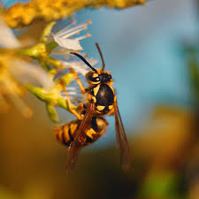 In cases like these, lawn care services often won't ask for extra money, but it's a good idea to recognize their extra work with a tip. Bee Wasp Control Bayou Cajun Pest Control