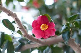 Woman Taps Camellia To Nurture Tohoku Industries Back To Life The Japan Times