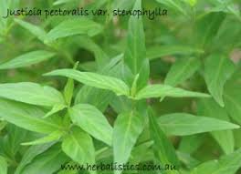Image result for Justicia striata