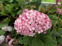 Image result for Hydrangea arborescens Pink Anabelle