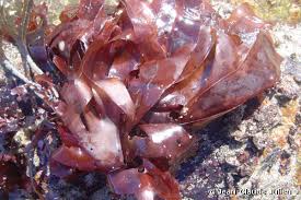 Image result for Merremia palmata