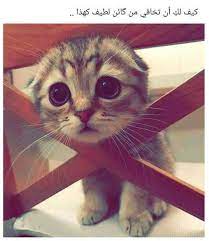 ي والله weird animals cute baby animals cute animals