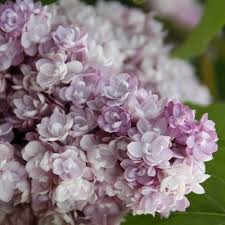 Flieder Syringa Vulgaris Montaigne Rosa Flieder Gemeiner Flieder Lila Pflanzen Schone Blumen