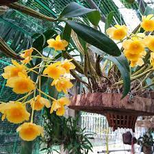 Cây thuộc loại trung bình dài là giống hoa khá đẹp với hoa cánh trắng, lưỡi vàng 1 màu, chùm hoa kín tròn một màu trắng với những đốm. Phong Lan SÆ¡n Thá»§y Tien Ra Hoa Cá»±c Ä'áº¹p