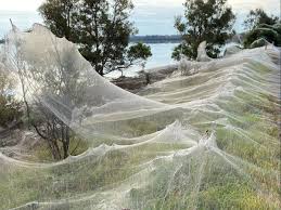 2 d 2 days ago. Spider Apocalypse Hits Australia As Clouds Of Cobwebs Blanket Landscape The Independent