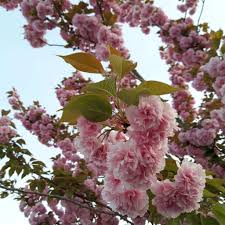 Image result for Prunus