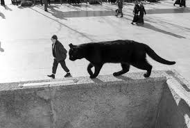 Street Stories Photographer Sami Ucan Country Turkey Bio Sami Ucan Was Born In 1983 In Konya Turkey He Graduated Fr Cats Animals Optical Illusion Drawing