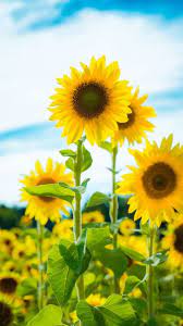 The Latest Iphone11 Iphone11 Pro Iphone 11 Pro Max Mobile Phone Hd Wallpapers Free Download Sunflower Cool Backgrounds Summer Nature Photography Wallpaper