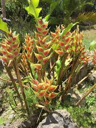 Heliconias Only Grow In Tropical Climates Heliconias Also Known As Lobster Claw Wild Plantain Or False Bird O Flower Structure Flower Garden Tropical Flowers