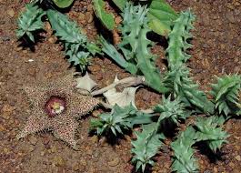 Image result for Huernia longituba