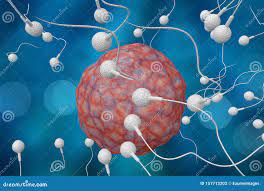 Sperm and Egg 3D Illustration Stock Illustration - Illustration of female,  orgasm: 157713202