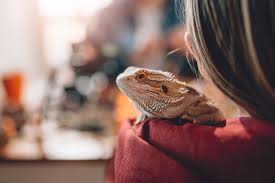 Vote on your favorite pet reptile or amphibian here. 12 Best Pet Reptiles Guide For Beginners And Experts Alike