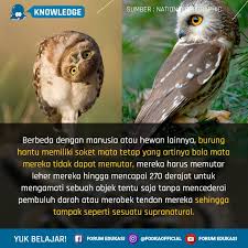 Gambar burung hantu dan ciri khususnya. Forum Edukasi Mengapa Burung Hantu Bisa Memutar Kepala Hingga Hampir 360 Derajat Para Ilmuwan Mengungkapkan Fakta Unik Tentang Burung Hantu Dalam Tampilan Gaya Fleksibel Layaknya Ahli Sihir Burung Hantu Dapat Memutar