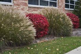 Burning Bush Works Great Around A Foundation Intermingled With Miscanthus Ornamental Grass Front Yard Landscaping Dwarf Burning Bush Yard Landscaping