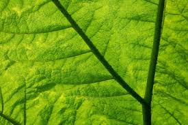 We did not find results for: How An Artificial Leaf Could Provide Clean Renewable Energy For The Future Digital Trends
