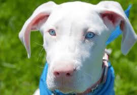 But i really didn't think that we would be able to get another puppy for several. Woman Rescues Deaf Great Dane Puppy Pens Emotional Letter To Neglectful Past Owner Barkpost