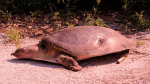 How can you tell the gender of a sea turtle? Florida Softshell Turtle Facts Diet Habitat Pictures On Animalia Bio