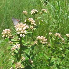 Image result for Pluchea