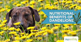 Pin On Dog Health