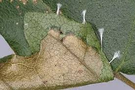 Image result for Altenia scriptella