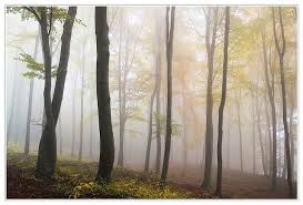Taiga Boreal Forest Biome Temperature Climate Location