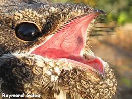 Bird With Big Mouth And Eyes Birdwatching In Malta Nightjar Beautiful Birds Nightjar Bird Bird Watching