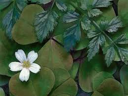 With flowers beginning to bloom all around. Single White Flower With Green Leaves Painting By Elaine Plesser