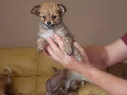 Check spelling or type a new query. Chinese Crested Chihuahua Mix For Sale Petsidi