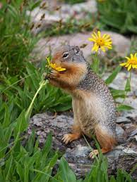 This is what a rose of sharon flower looks like after a squirrel ate it and spit it out. How To Keep Squirrels Away From Your Plants Blog Nurserylive Com Gardening In India