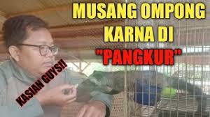 Maybe you would like to learn more about one of these? Musang Semi Jinak Si Ompong Tapi Sekarang Sudah Mulai Jinak Youtube