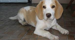 Moreover, it is a great idea to personally visit the puppy and carefully examine the condition he is in. Beagle Lab Mix Beagador Characteristics Appearance And Pictures