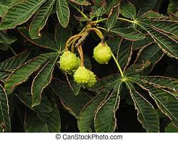 If you want a shrub that is safe against most pest and disease problems, pick this hardy dwarf shrub. Small Spiky Fruits Among Leaves Small Light Green Fruit With Spikes Is Seen Among Green Leaves Canstock