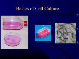 The cultured tissue may consist of a single cell, a population of cells, or a whole or part of an organ. Animal Tissue Culture