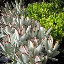 Image result for Pandaceae