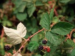 Image result for Rubus