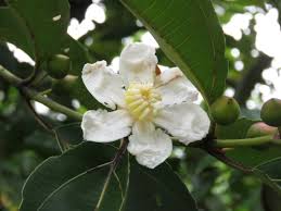 Image result for Bellucia