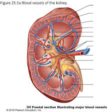 From the capillaries, blood passes into venules, then into veins to return to the heart. Chp24 Blood Vessels In Kidney Label Diagram Quizlet