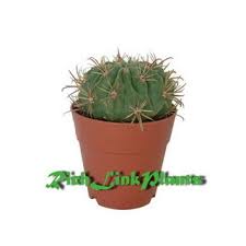 Devil's tongue barrel, crow's claw cactus, candy cactus. China Cactus Ferocactus Latispinus China Ferocactus Latispinus And Devil S Tongue Barrel Price