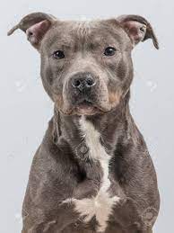 Preț obișnuit reducere 2,00 lei. Pin Von Big Barker Dog Beds Auf Loyal Pitbulls Pitbull Terrier Pitbull Grau Hintergrund
