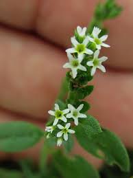 Image result for Euploca ovalifolia