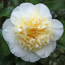 Camellia Brushfield S Yellow Flower Garden Types Of Flowers Flowers