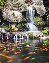 New plants , feed fish , make and keep the water clear , etc. Keys To Keeping A Clean Pond Floor Pond Trade Magazine
