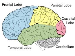 These Are The 4 Lobes Of The Brain The 4 Lobes Consist Of The Occipital Lobe Which Controls Vision The Parietal Lobe Occipital Lobe Frontal Lobe Occipital