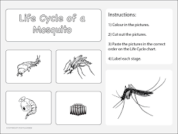 Life Cycle Of A Mosquito Worksheet 2 Studyladder